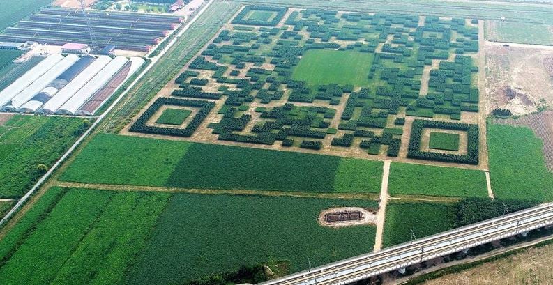 Un pueblo chino crea un código QR con árboles